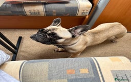 French Bulldog dogs for sale: 3 year old frenchie looking for new home - Image 6