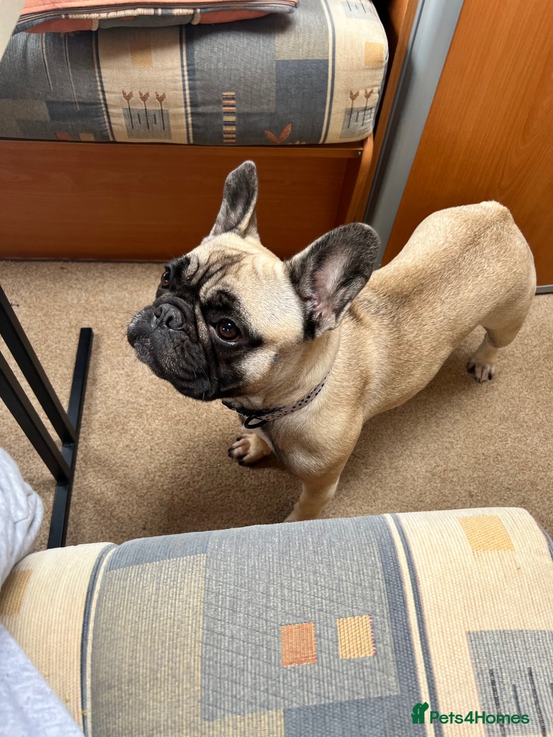 French Bulldog dogs for sale: 3 year old frenchie looking for new home - Image 6