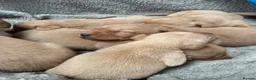 Labrador Retriever dogs for sale: KC registered fox red labradors in Welshpool - Advert 9