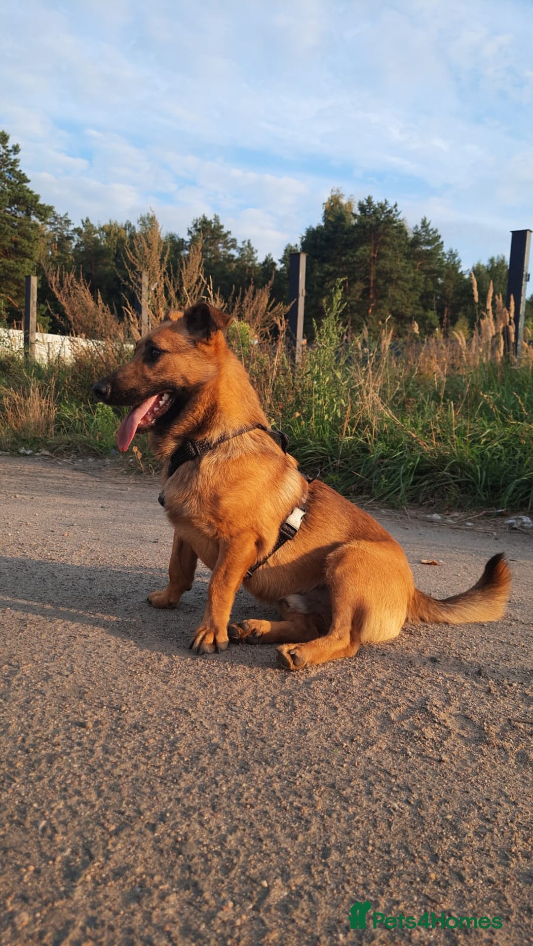 Mixed Breed dogs for adoption: 💙🐶 ROCKY 🐶💙 - Image 5