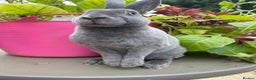 Rex rabbits for sale: Mini Rex -Tricolour Buck and VM Blue Doe - Advert 6