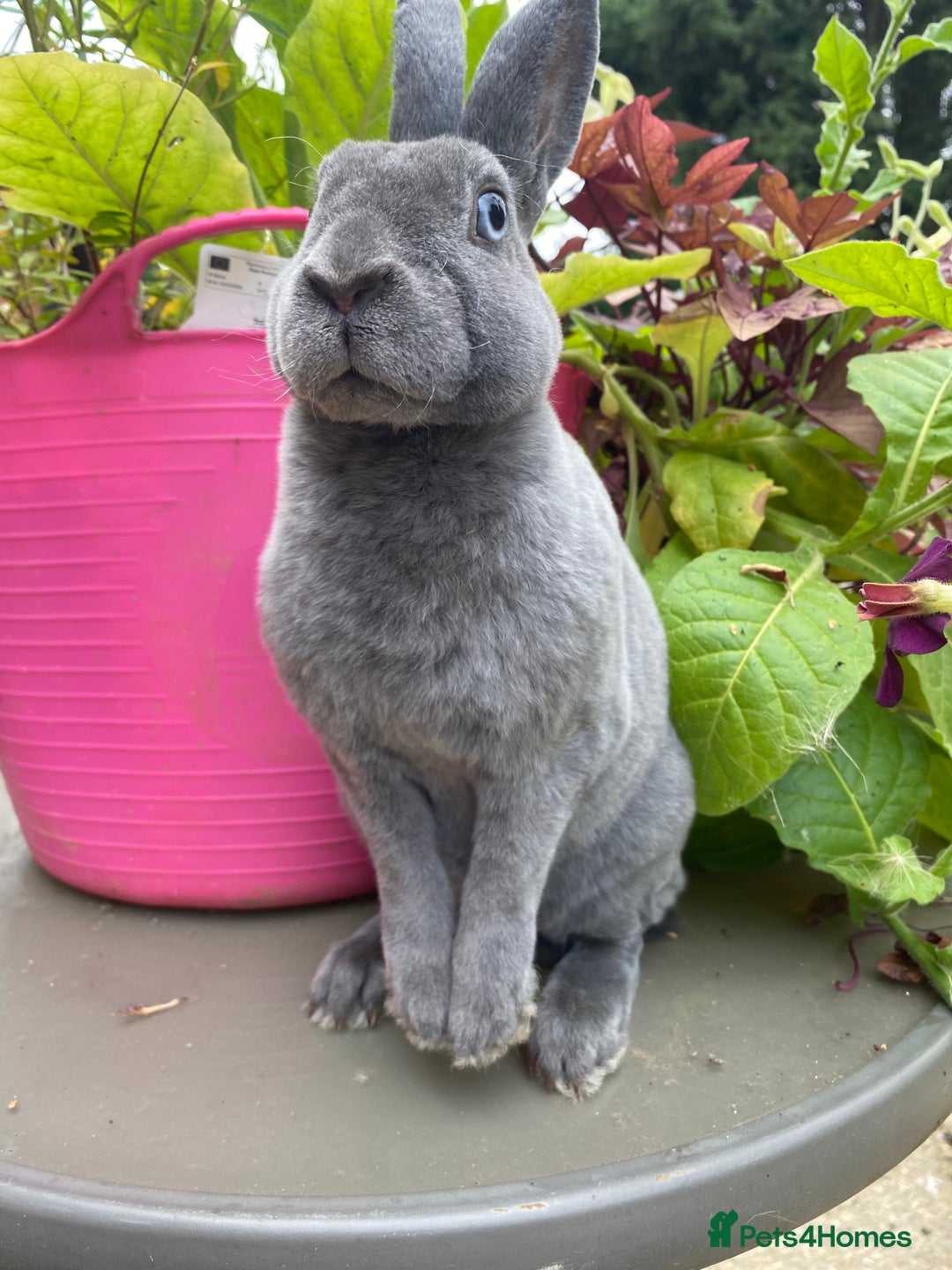Rex rabbits for sale: Mini Rex -Tricolour Buck and VM Blue Doe - Advert 6