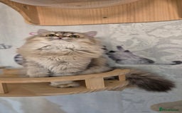 Scottish Fold cats for sale: 2 Purebred girls for rehoming - Image 5