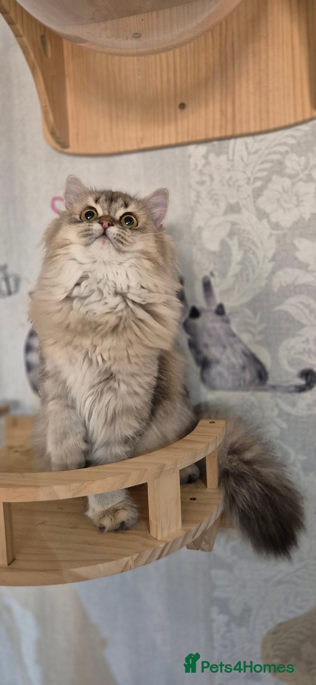 Scottish Fold cats for sale: 2 Purebred girls for rehoming - Image 5
