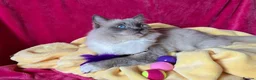 Ragdoll cats for sale: ✨ Beautiful Blue Point Ragdoll Kittens ready now in Gloucester - Advert 14