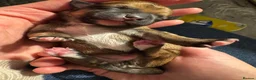 Jack Chi dogs for sale: Jackawawa pups  - Advert 10