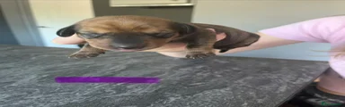 Dachshund 4 purple collar 
