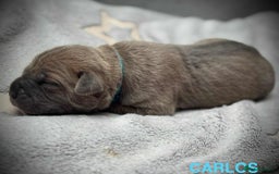 Cane Corso dogs for sale: 🐾✨ PatoSquad Kennel FCI Puppies ✨🐾 - Image 7