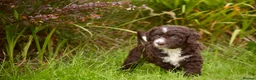Spanish Water Dog dogs for sale: KC Spanish Water Dog Pups-Coastal Raised with ENS  - Advert 9
