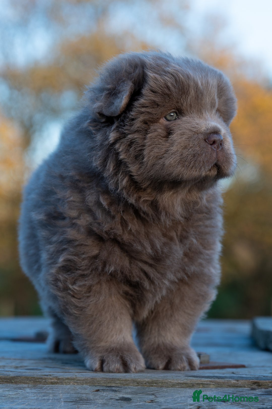 Chow Chow dogs for sale: Chow Chow Male Puppy Kc Reg - Advert 1