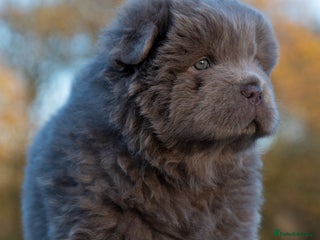 Chow Chow dogs Chow Chow Male Puppy Kc Reg - Advert 1