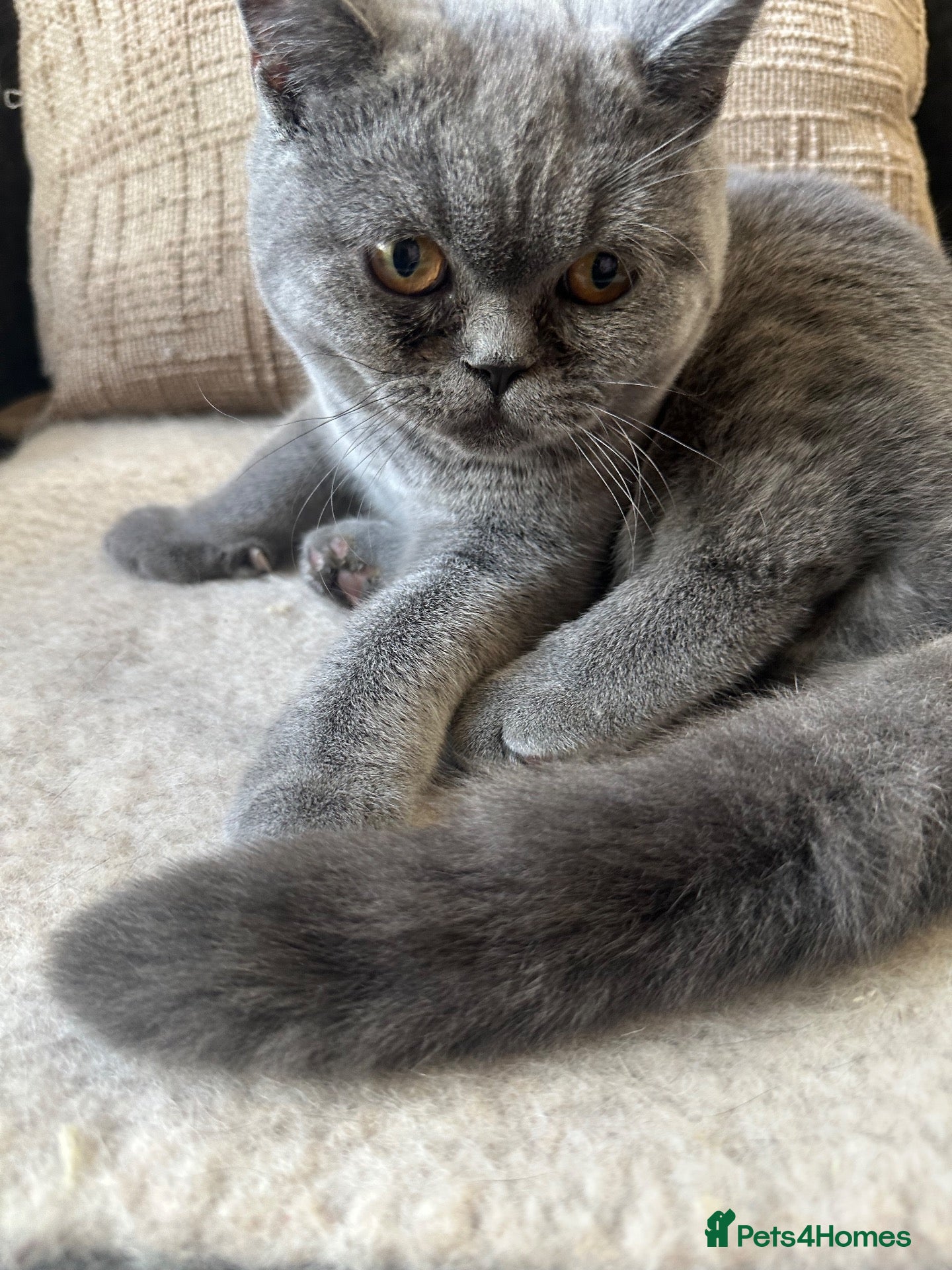 British Shorthair cats British shorthair GCCF registered MALE  - Advert 19