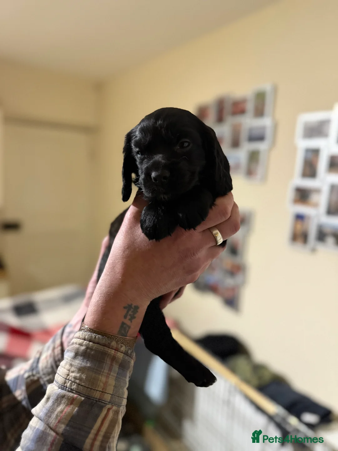 Cocker Spaniel dogs for sale: Working cocker spaniels - Advert 13