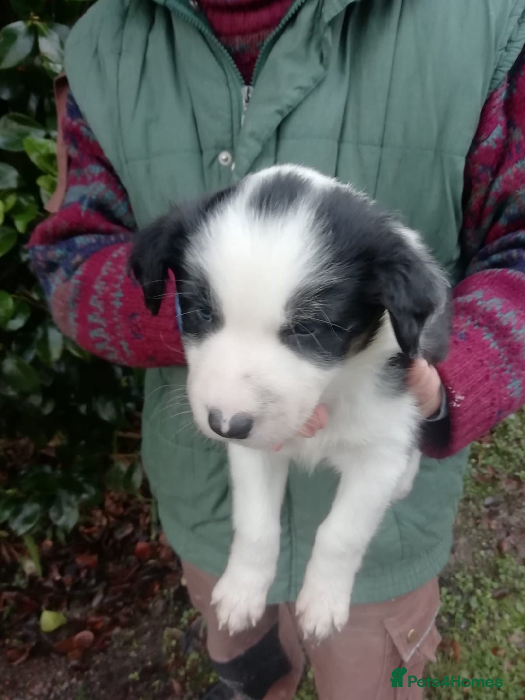 Border Collie dogs for sale: Adorable Border Collies for Sale - Advert 12