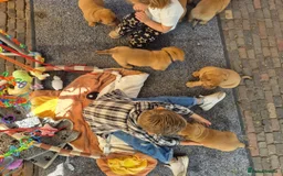 Dogue De Bordeaux dogs for sale: Dogue de Bordeaux puppies  - Advert 12