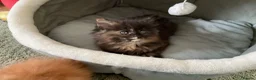 Maine Coon cats for sale: Maine Coon Kittens 2 males  - Advert 9