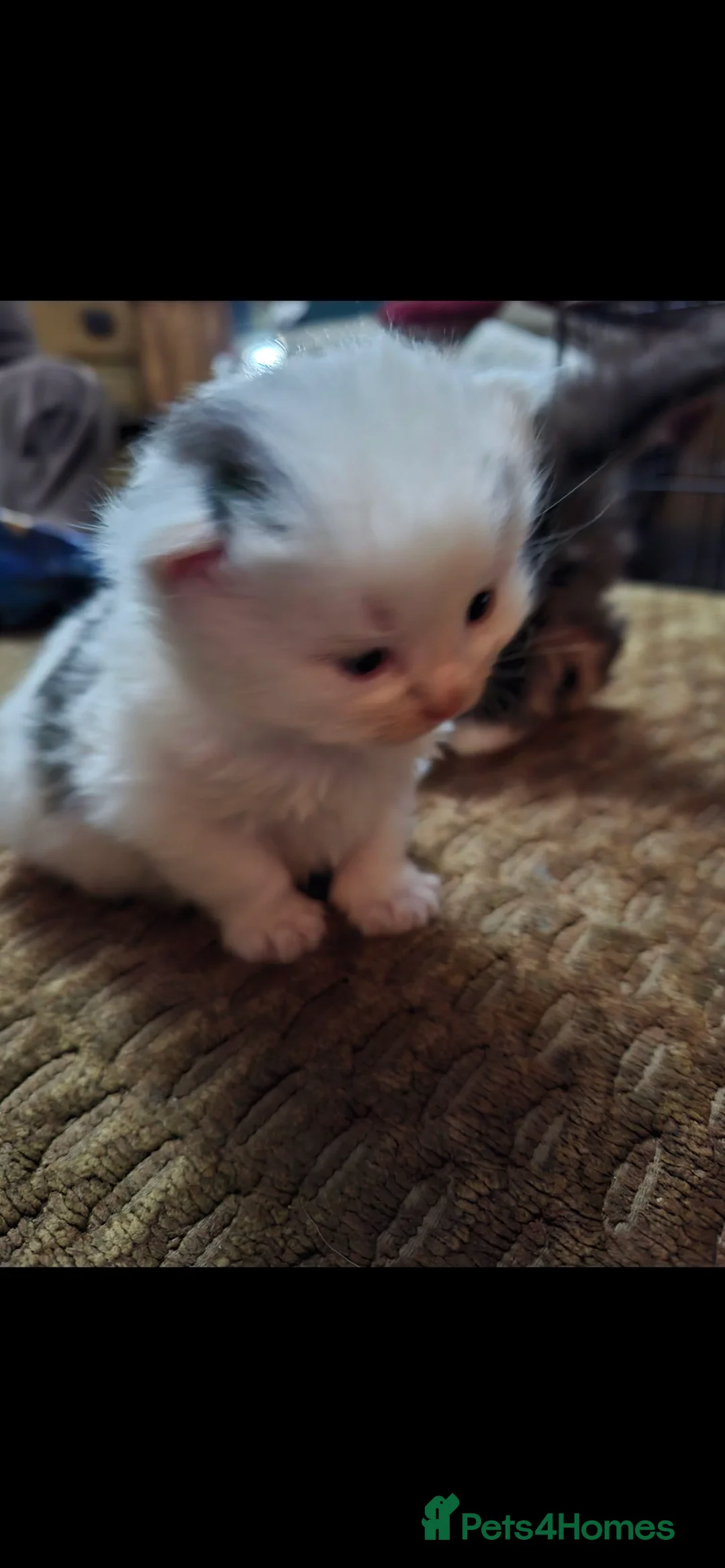 Mixed Breed cats for sale: 2 white and black long hairs kittens - Advert 8