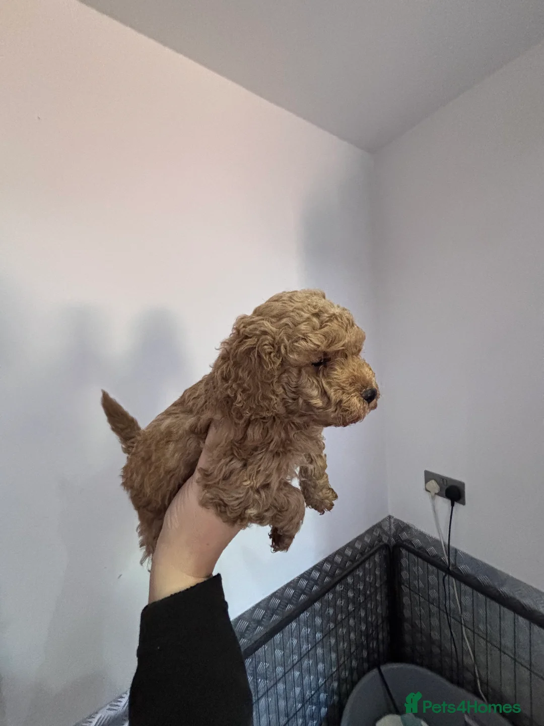 Toy Poodle dogs for sale: Toy poodle puppies  in Heywood - Advert 5