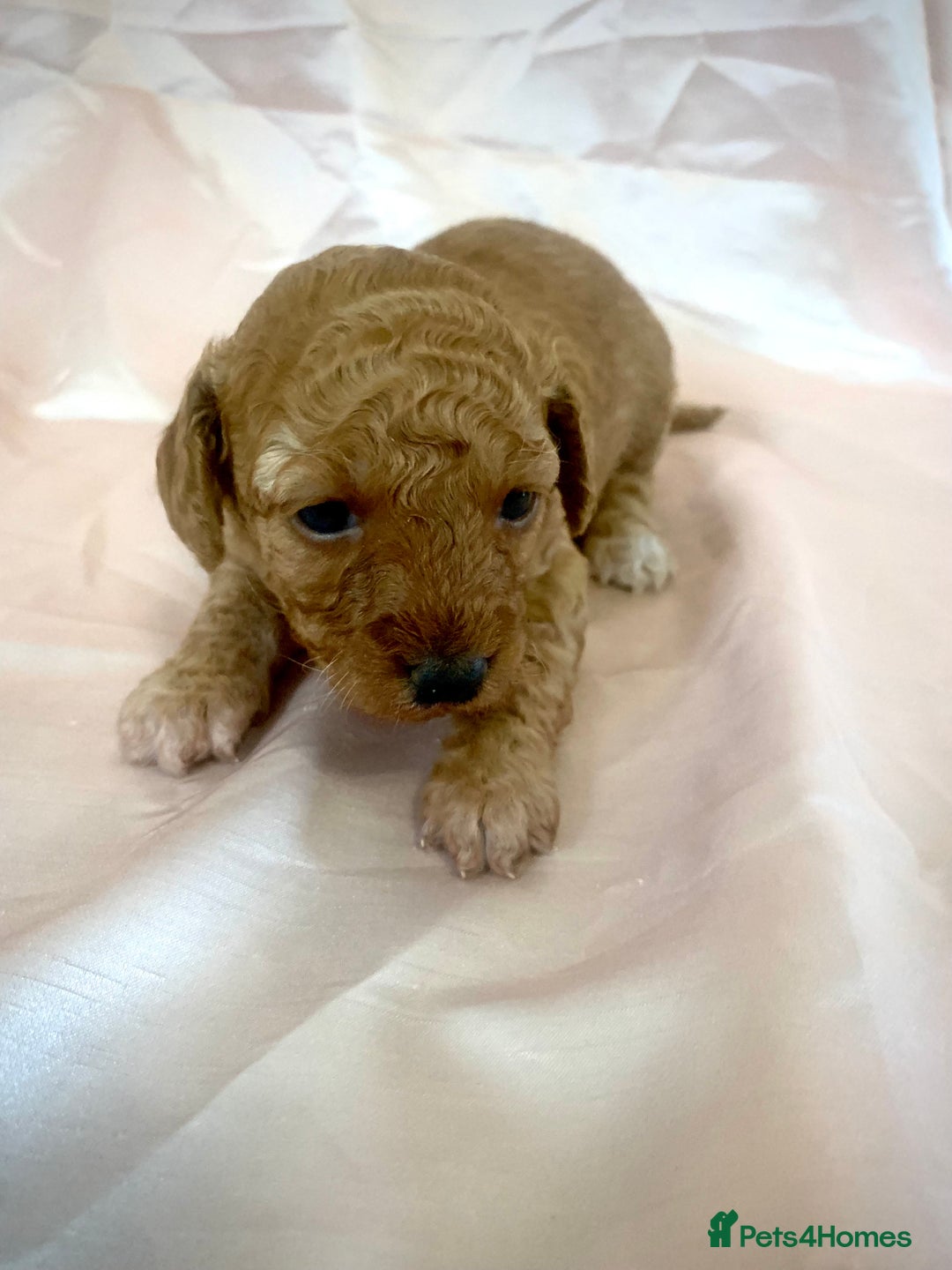 Miniature Poodle dogs for sale: Miniature poodles for sale  2 boys and 3 girls - Advert 14