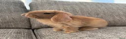 Mini Lop rabbits for sale: Mini lop Bunnies  - Advert 14