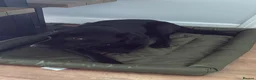 Labrador Retriever dogs for sale: Black Labrador - Advert 3