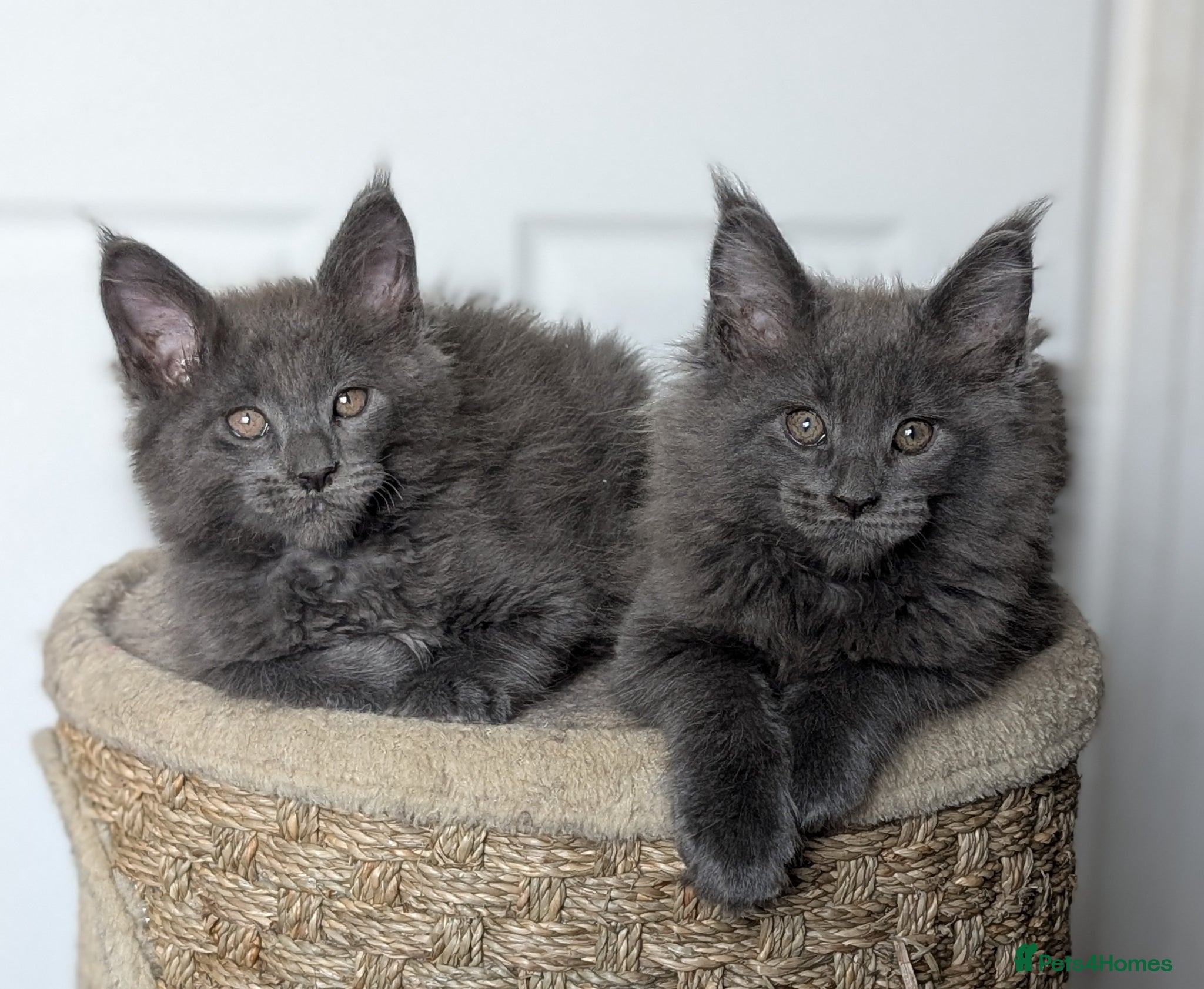 Maine Coon cats Maine coon kittens  - Advert 2