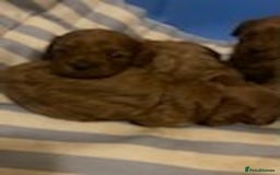Cavapoo dogs for sale: Red cavapoo babies, both parent DNA tested - Image 10