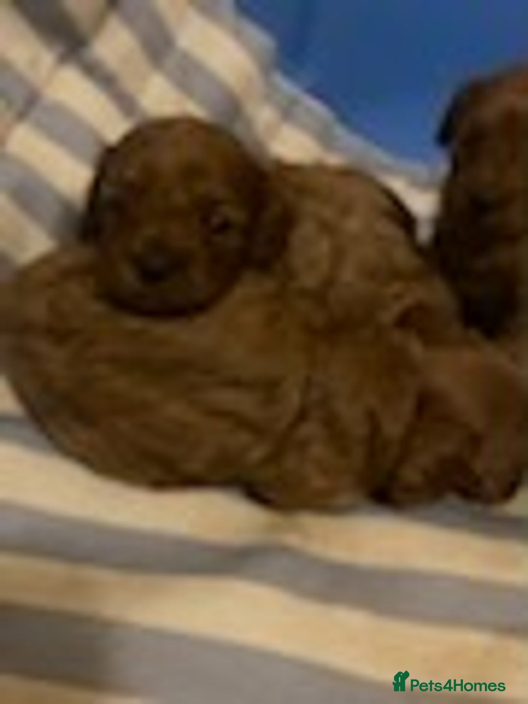 Cavapoo dogs for sale: Red cavapoo babies, both parent DNA tested - Image 10