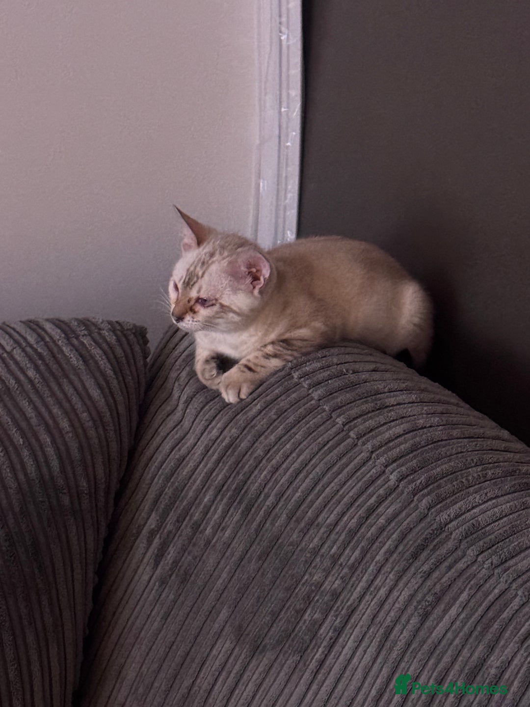 Bengal cats for sale: Bengal beauty  - Advert 2