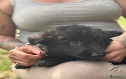 German Shepherd dogs for sale: German shepherd puppies ready to leave now - Image 14