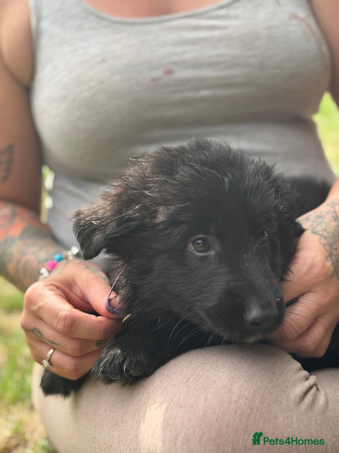 German Shepherd dogs for sale: German shepherd puppies ready to leave now - Image 14