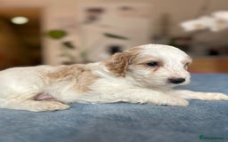 Cockapoo dogs for sale: Cocker Spaniel x Cockapoo Puppies Ready Soon  - Image 33