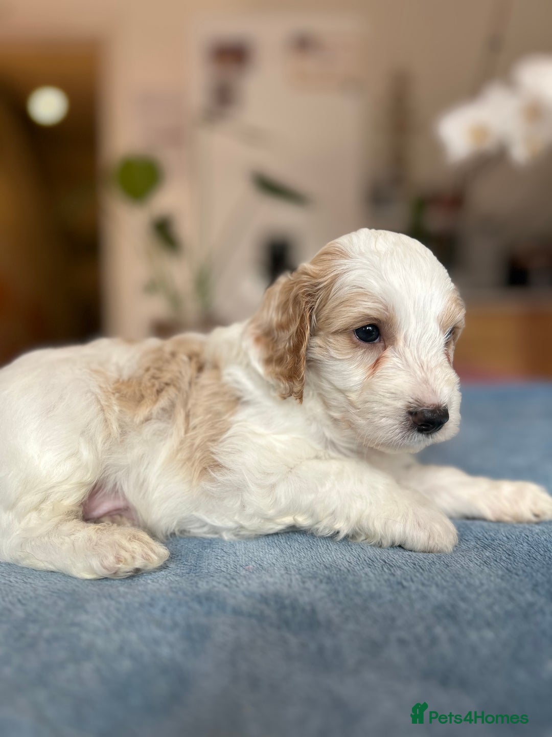 Cockapoo dogs for sale: Cocker Spaniel x Cockapoo Puppies Ready Soon  - Image 33