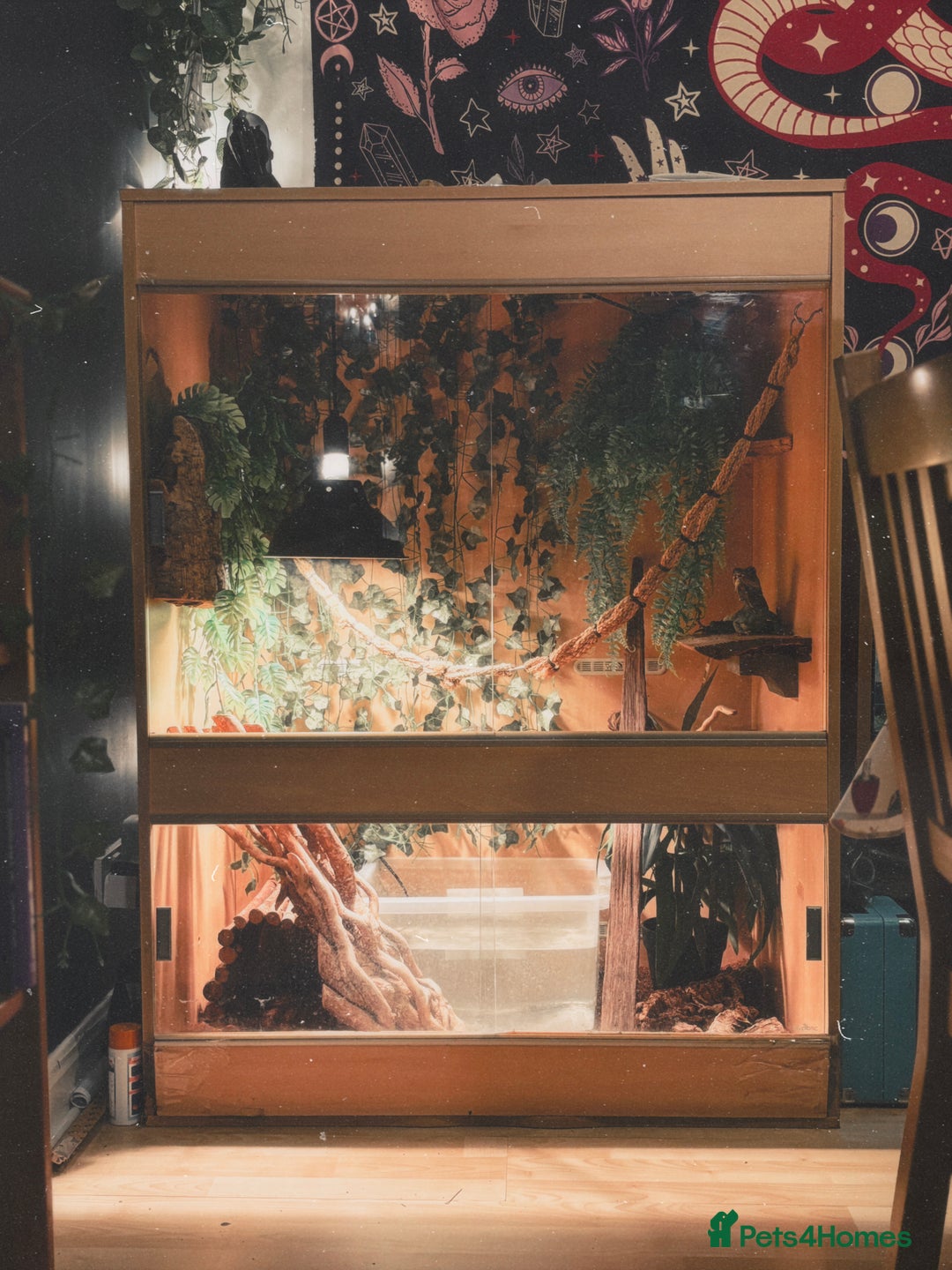 Dragon reptiles for sale: Female Chinese water dragon & large enclosure  - Advert 1