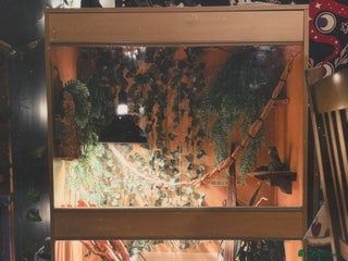 Dragon reptiles Female Chinese water dragon & large enclosure - Advert 1