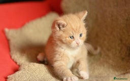 British Shorthair cats for sale: ⭐Rare Cream British Shorthair Boy ⭐  - Image 23