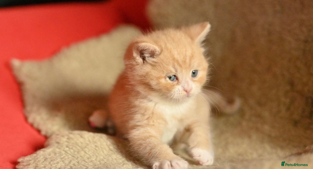 British Shorthair cats for sale: ⭐Rare Cream British Shorthair Boy ⭐  - Image 23