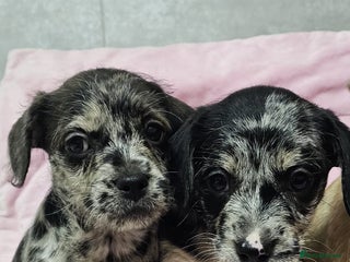 Mixed Breed dogs Frenchi /Mini Poodle Puppies First Gen ❤️ - Advert 1