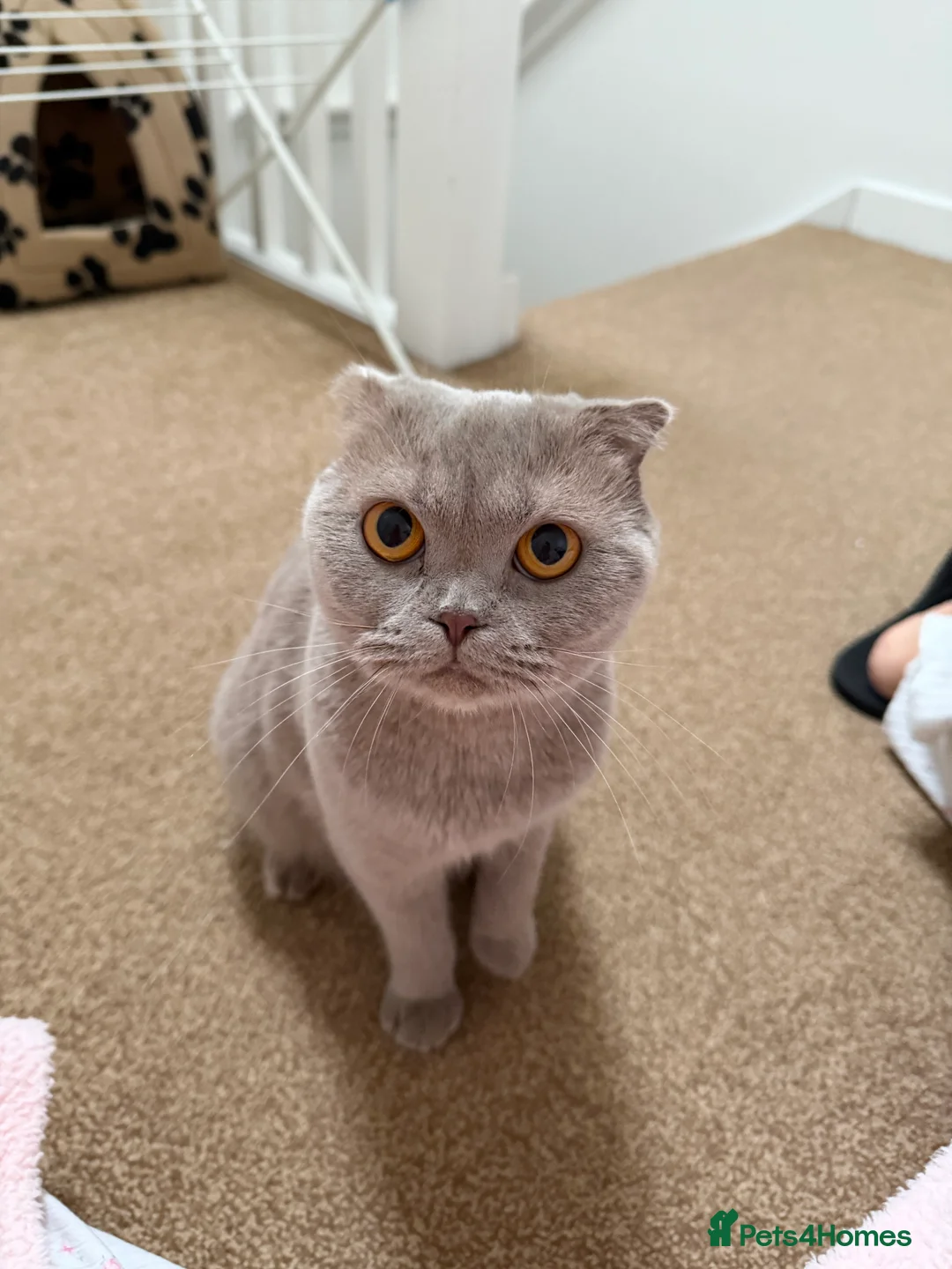 British Shorthair cats for sale: British shorthair cat - Advert 1