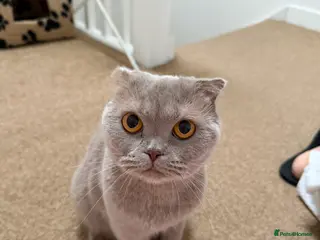 British Shorthair cats British shorthair cat - Advert 6