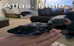 Parakeets birds for sale: Hand reared baby kakarikis - Advert 2