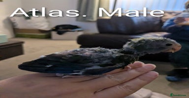 Parakeets birds Hand reared baby kakarikis - Advert 3