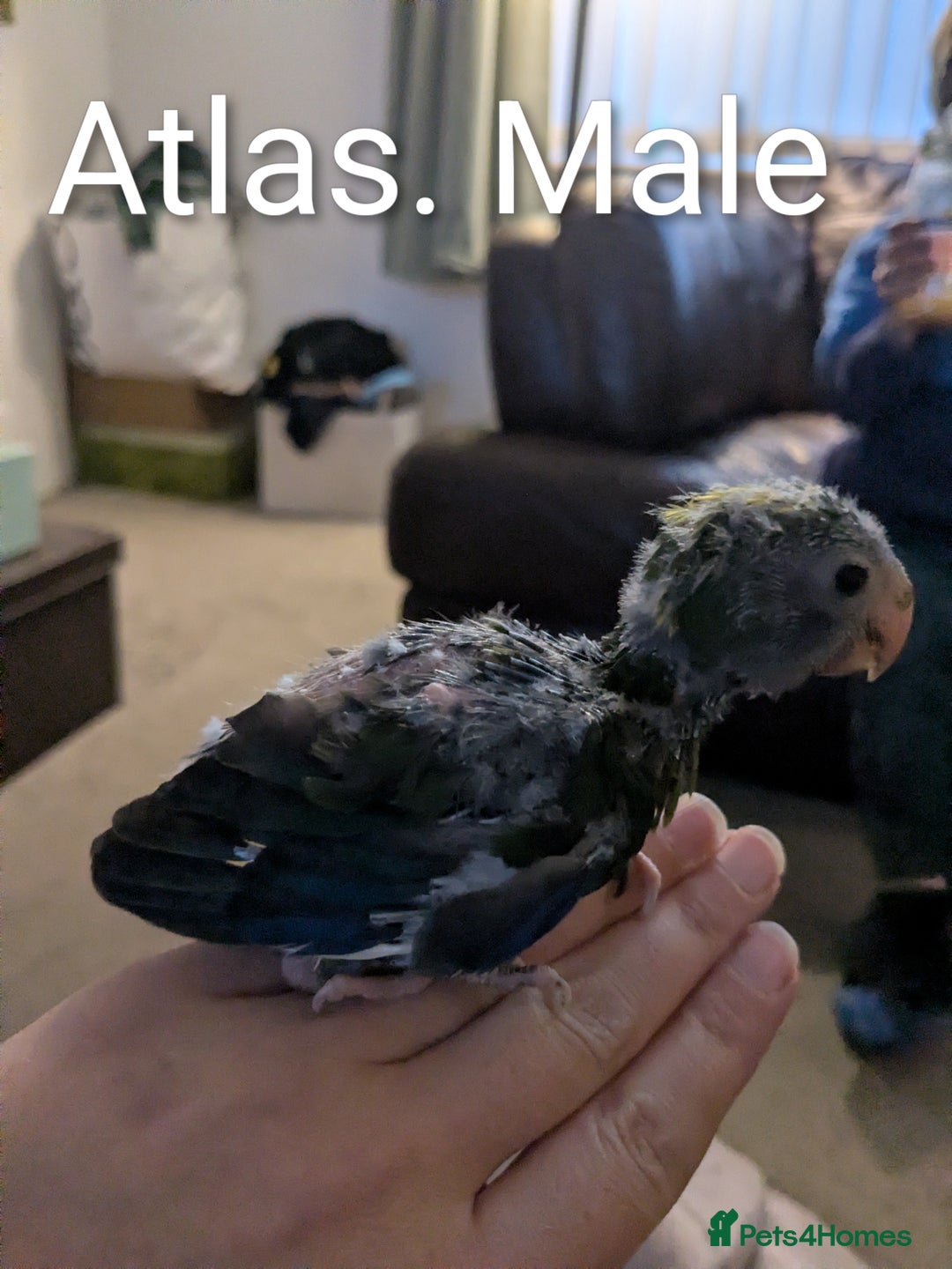 Parakeets birds for sale: Hand reared baby kakarikis - Advert 2