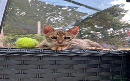Bengal cats for sale: Gorgeous Pure Bengal Kittens Ready To Go! ❤️ - Image 25