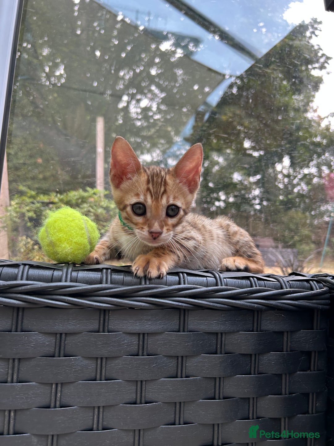 Bengal cats for sale: Gorgeous Pure Bengal Kittens Ready To Go! ❤️ - Image 25
