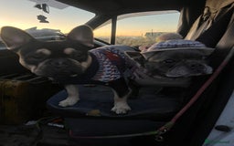 French Bulldog dogs for stud: Chocolate Tan french bulldog Burtie in Sevenoaks - Image 5