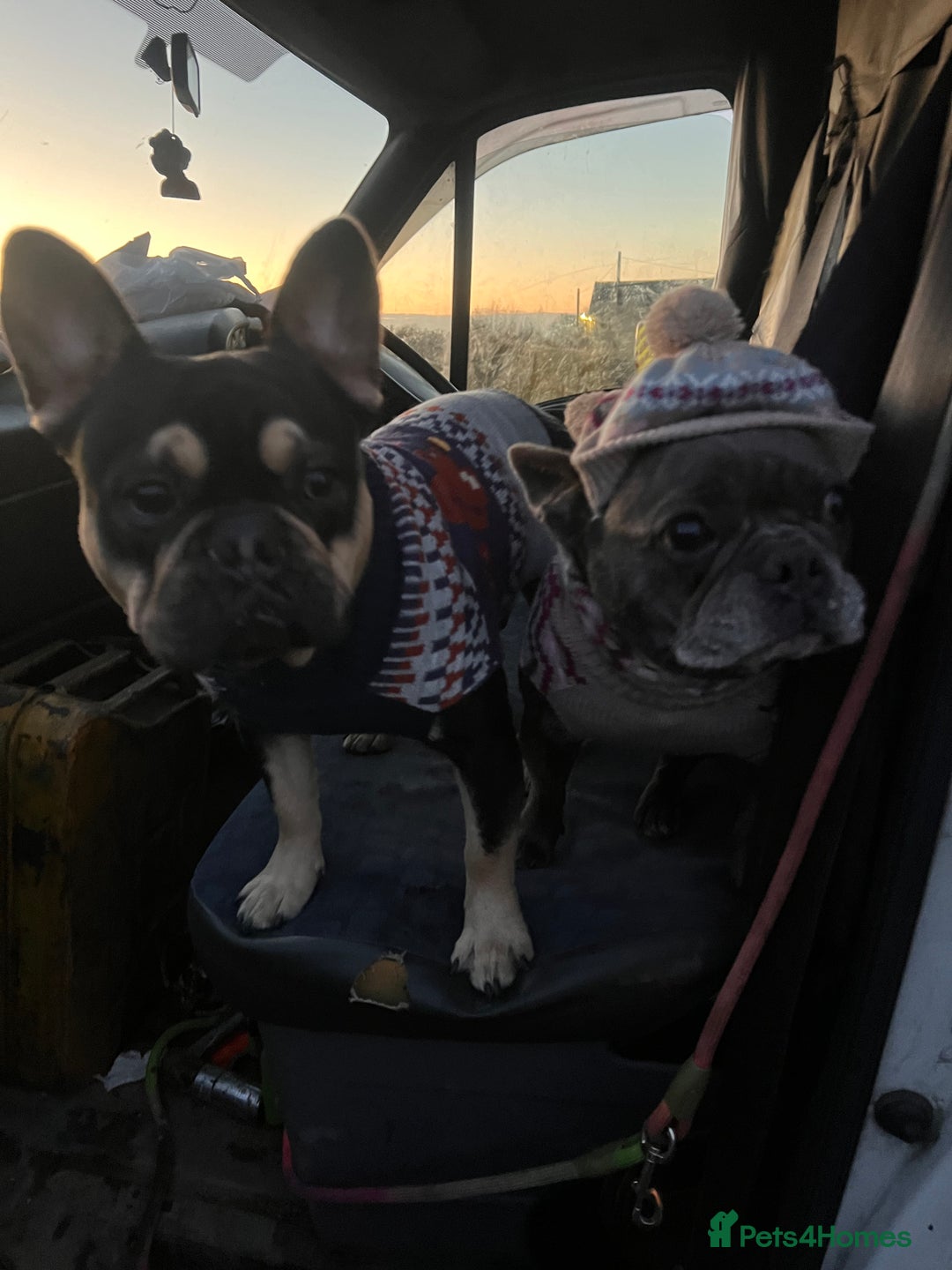 French Bulldog dogs for stud: Chocolate Tan french bulldog Burtie in Sevenoaks - Image 5