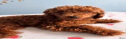 Toy Poodle dogs for sale: Suzie girl looking new house - Advert 7