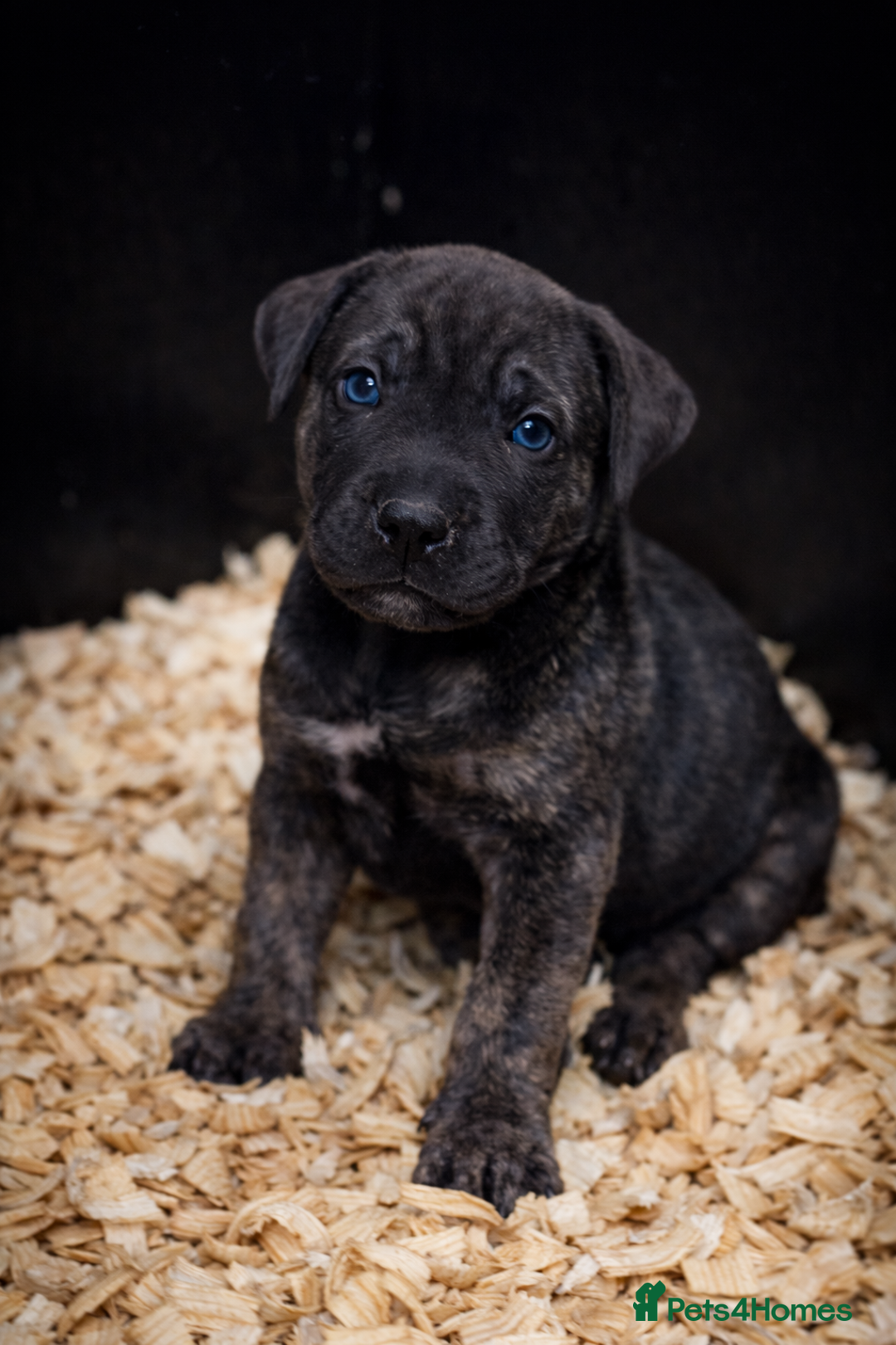 Presa Canario dogs for sale: Working Line Presa Canario Puppies - Advert 4