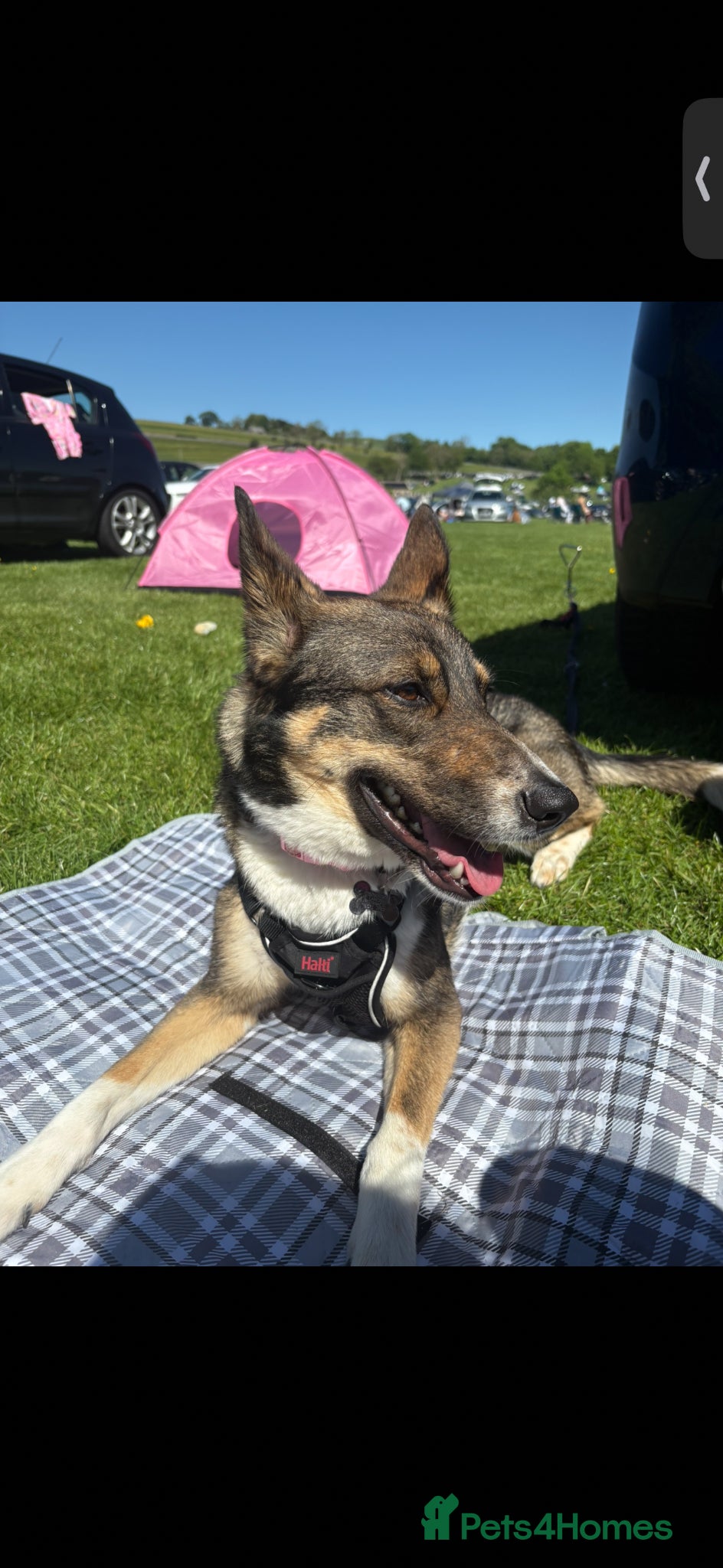 Mixed Breed dogs for sale: German shepherd Border collie cross - Advert 4